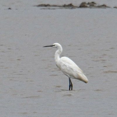 Little Egret
