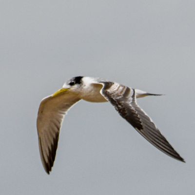Great Crested Tern