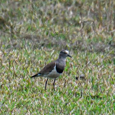 Black-winged Lapwing