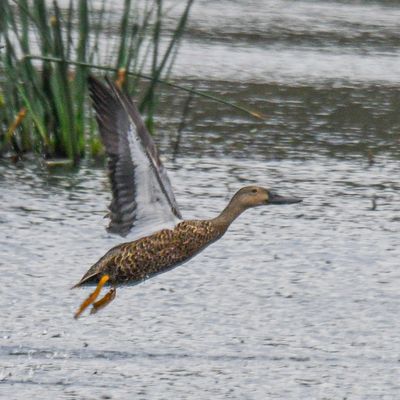 Cape Shoveler