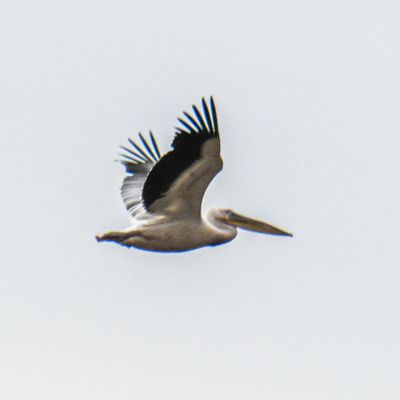 Great White Pelican