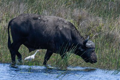 Cape Buffalo