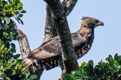 Crowned Eagle