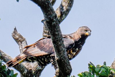 Crowned Eagle