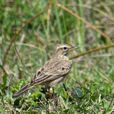 African Pipit