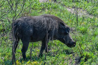 Common Warthog
