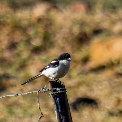 Southern Fiscal 
