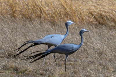 Blue Cranes