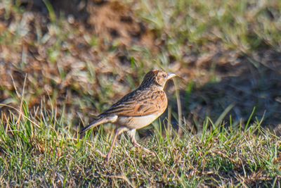 Rufous-naped Lark