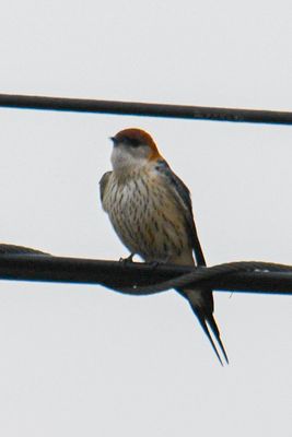 Greater Striped Swallow