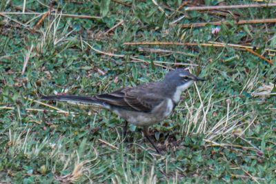 Cape Wagtail
