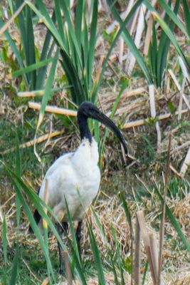 African Sacred Ibis