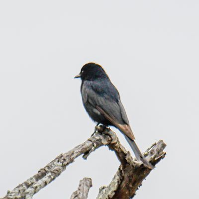 Fork-tailed Drongo