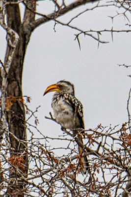 Southern Yellow-billed Hornbill
