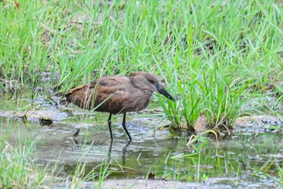 Hamerkop