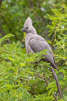Grey Go-Away-Bird