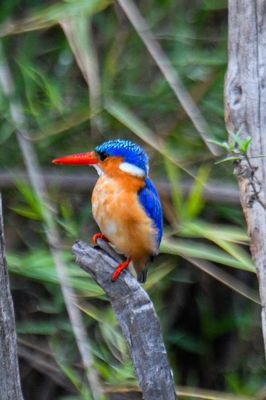 Malachite Kingfisher
