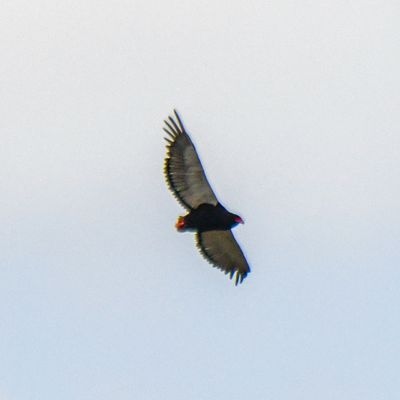 Bateleur
