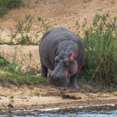 Common Hippopotamus