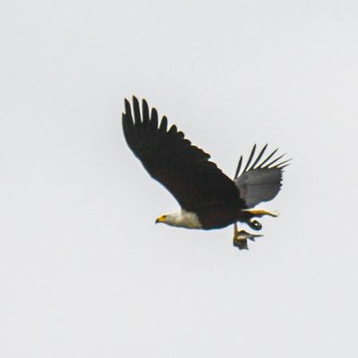 African Fish-Eagle