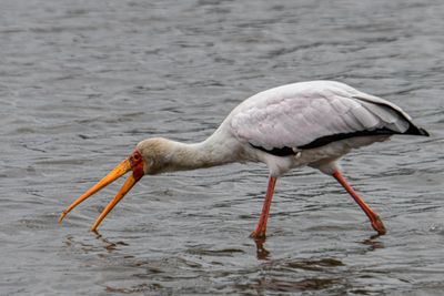 Yellow-billed Stork
