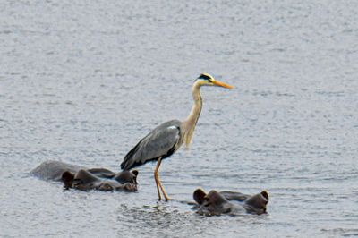 Grey Heron
