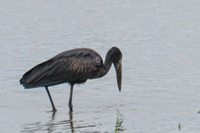 African Openbill 