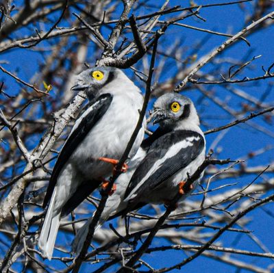 White-crested Helmetshrike