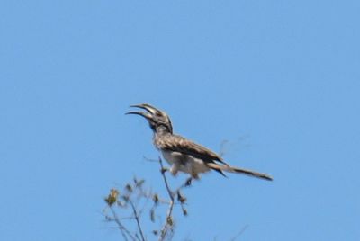 African Grey Hornbill