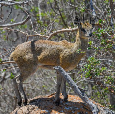 Klipspringer