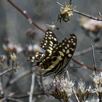 Citrus Swallowtail