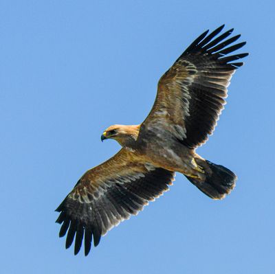 Tawny Eagle