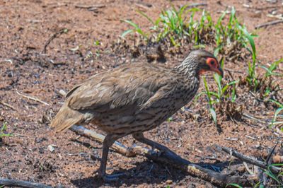 Swainson's Spurfowl