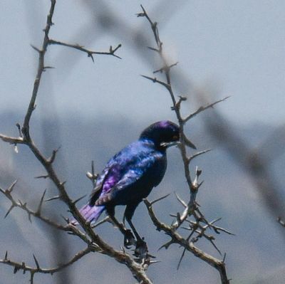 Burchell's Starling