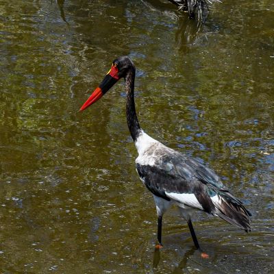 Saddle-billed Stork 