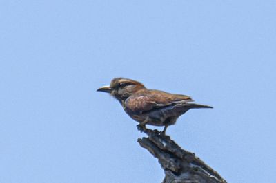 Rufous-crowned Roller 