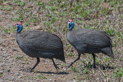 Helmeted Guineafowl