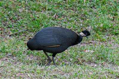 Southern Crested Guineafowl 