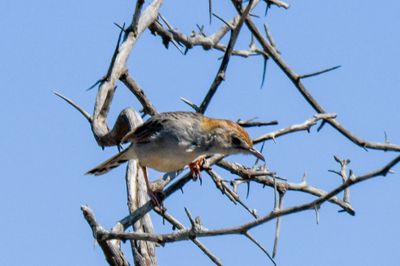 Rattling Cisticola