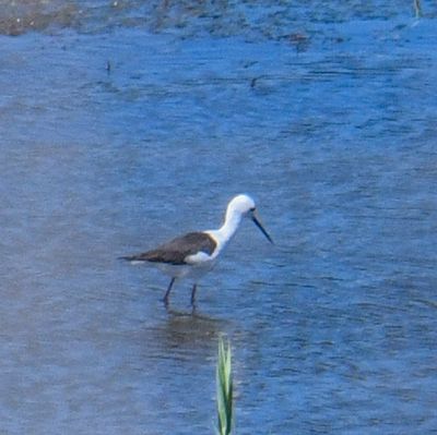 Black-winged Stilt