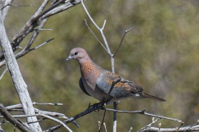 Southern Laughing Dove 