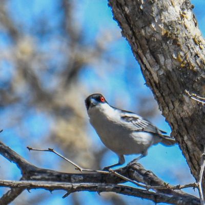 Black-backed Puffback