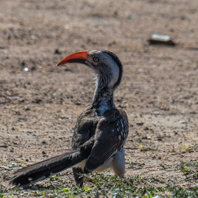 Southern Red-billed Hornbill