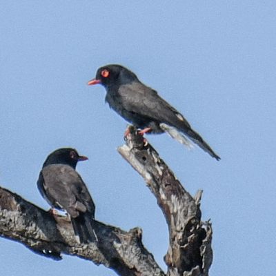 Retz's Helmetshrike