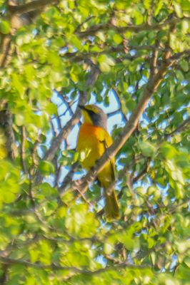 Southern Orangebreasted Bushrike