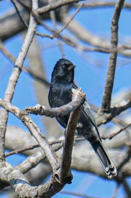 Southern Black Tit