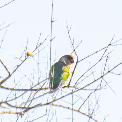 Brown-headed Parrot
