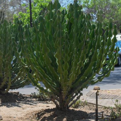 Euphorbia Naboom