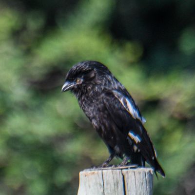 Magpie Shrike