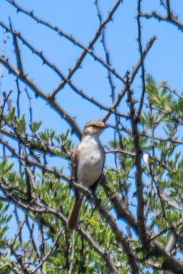 Marico Flycatcher
